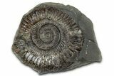 Jurassic Ammonite (Dactylioceras) Fossil - England #351303-1